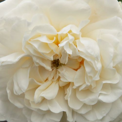 Rosen Online Bestellen - Weiß - alba rosen  - stark duftend - Rosa Madame Plantier - Plantier - Ist fast dornenlos, mit gebogenen Trieben und hellgrünen Blättern.